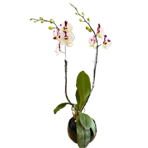 Orquidea phaleanopsis xxi